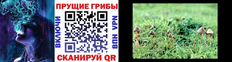 Галлюциногенные грибы мицелий  Ува 